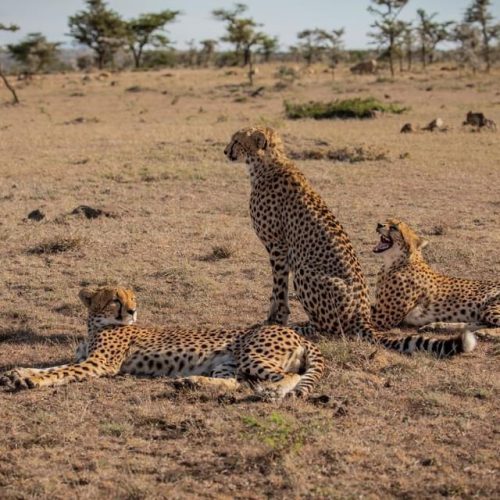 Kenya Safari Itinerary