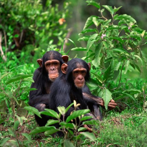 Chimpanzee Trekking Safari Uganda