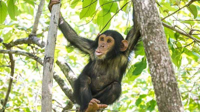 Chimpanzee Trekking Safari Uganda