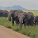 Mount Kenya Safari (Big 5) Tour