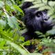 Bwindi Gorilla Trekking Uganda