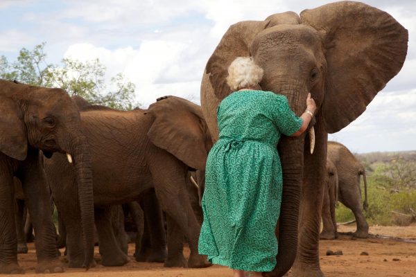 orphaned elephants