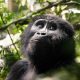 Gorilla Trekking Safaris Bwindi