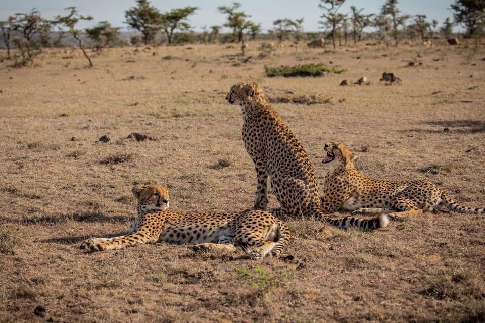 Kenya Safari Itinerary