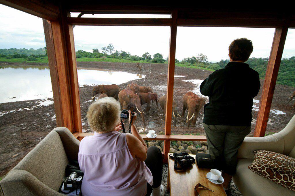 Best Time to Visit Kenya for a Safari 