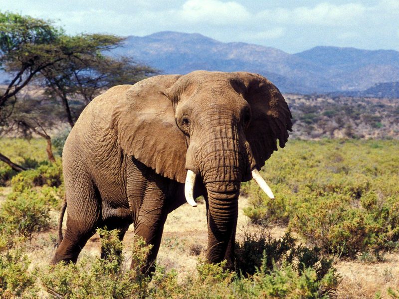 Samburu Wildlife Safari Kenya
