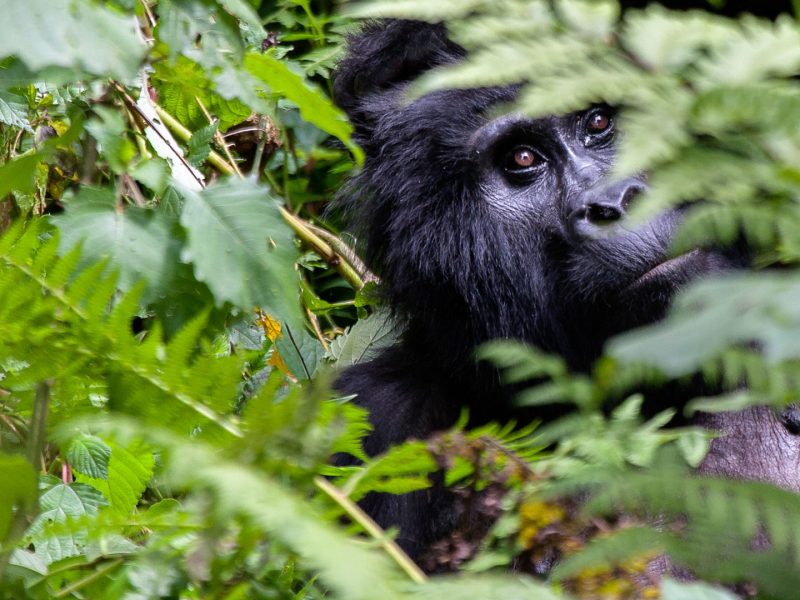Bwindi Gorilla Trekking Uganda