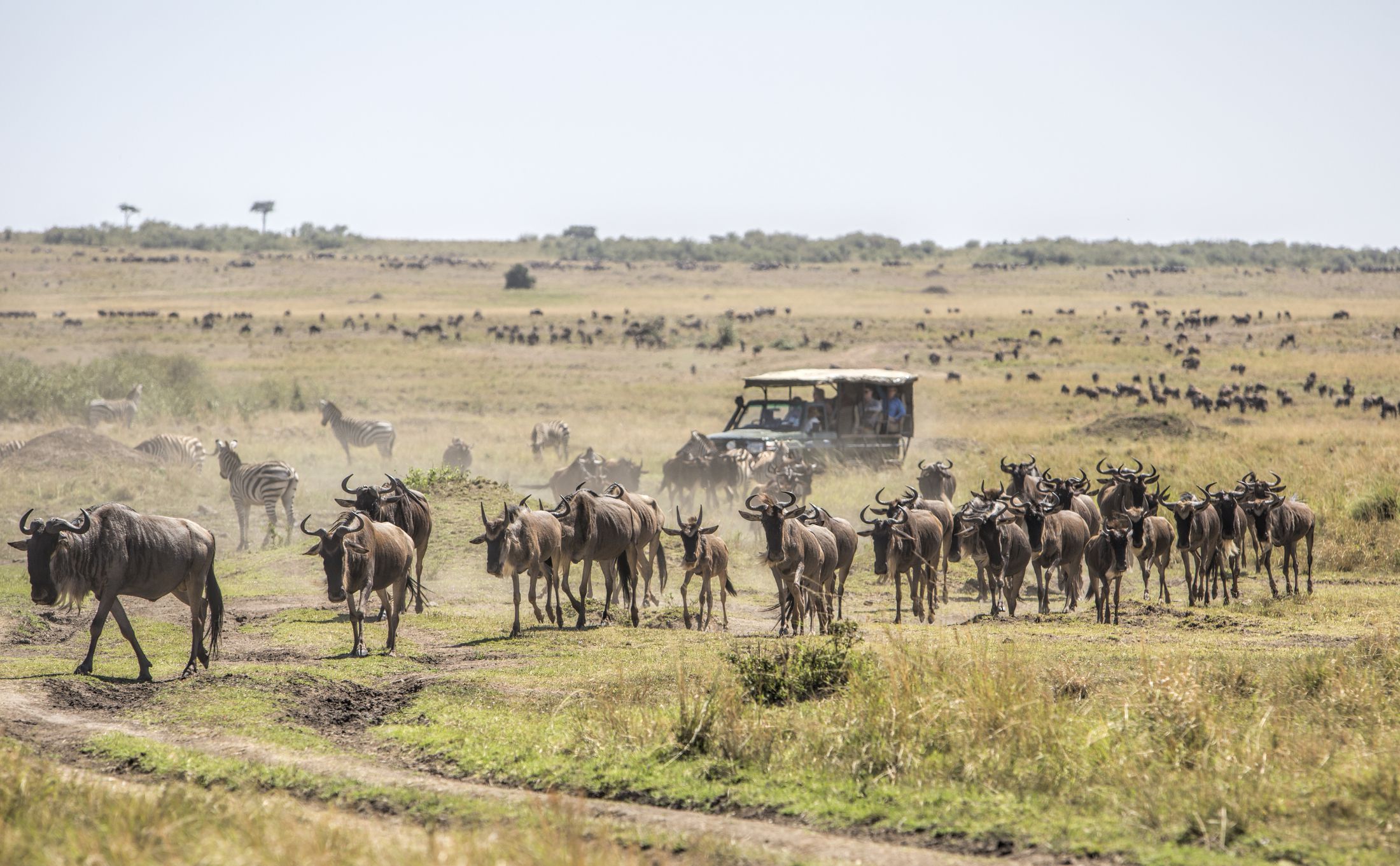 Maasai Mara Safari Kenya
